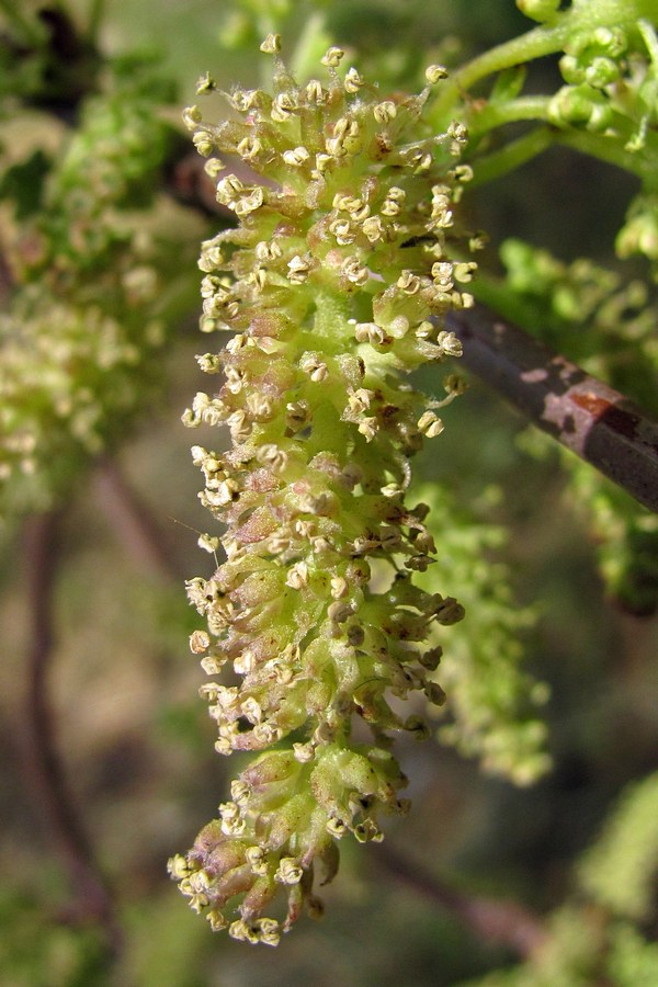 Image of Morus alba specimen.