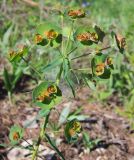 Euphorbia subcordata. Верхушка цветущего растения. Татарстан, Бавлинский р-н. 25.05.2011.