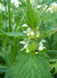 Lamium album