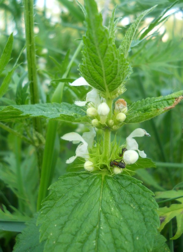 Image of Lamium album specimen.