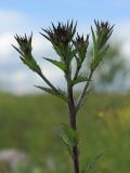 Carlina fennica. Верхушка растения с закладывающимися соцветиями. Ленинградская обл., Гатчинский р-н, окр. пос. Пудость, луг в заброшенном травертиновом карьере. 25.06.2011.