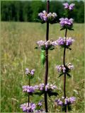 Phlomoides tuberosa. Побеги с соцветиями. Чувашия, окрестности г. Шумерля, Кумашкинский заказник, Соколова поляна. 2 июля 2011 г.