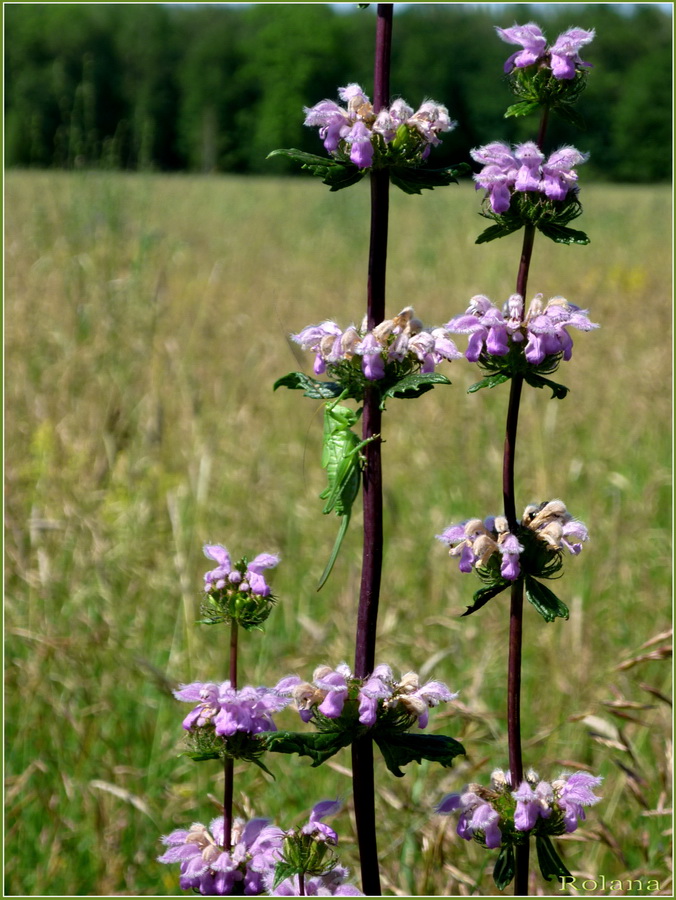 Image of Phlomoides tuberosa specimen.