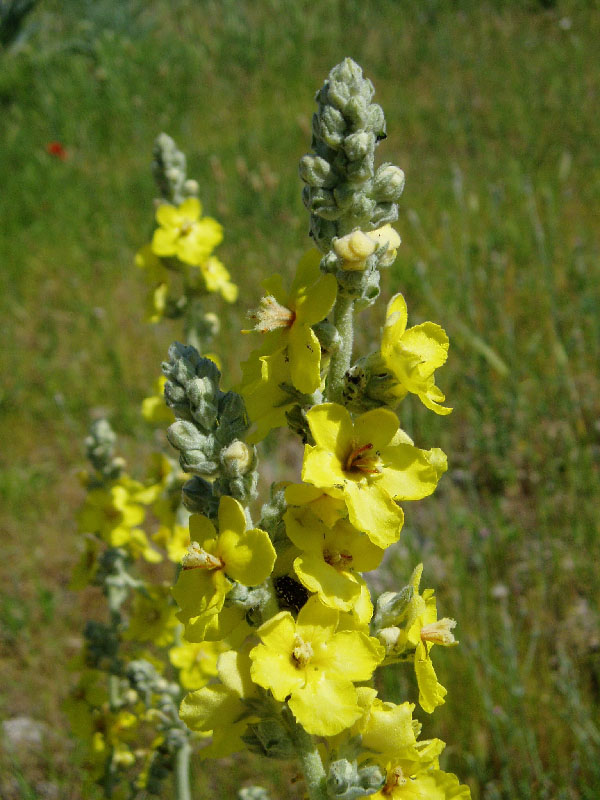 Изображение особи Verbascum songaricum.