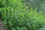 Pedicularis atropurpurea