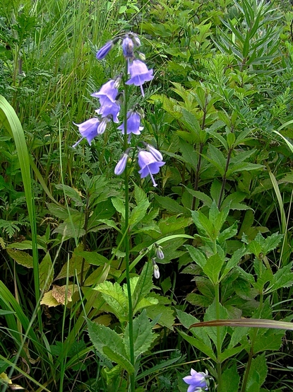 Изображение особи Adenophora pereskiifolia.