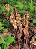 Hypopitys monotropa