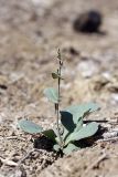 Limonium otolepis