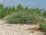 Polygonum pulchellum