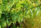 Coreopsis tripteris
