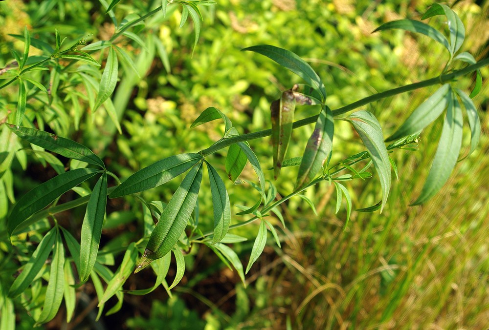 Image of Coreopsis tripteris specimen.