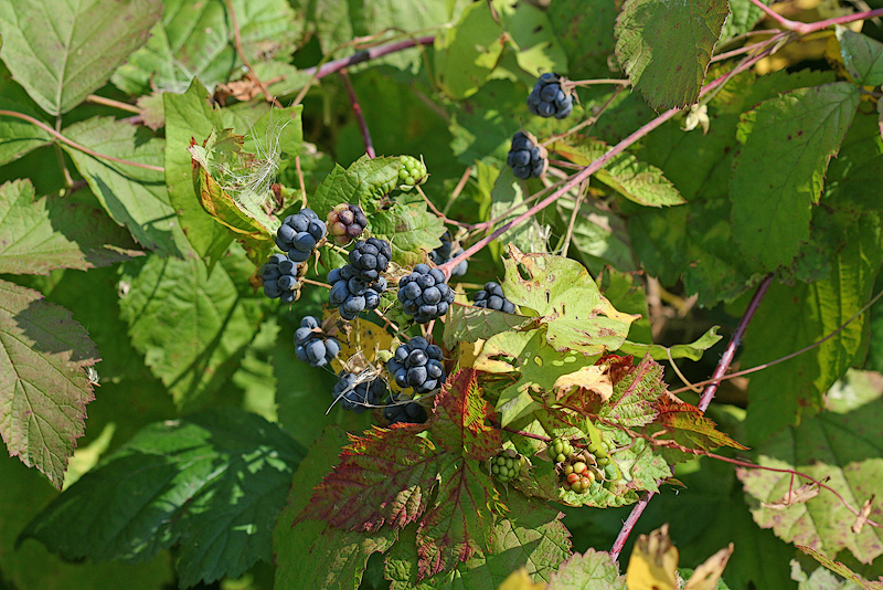 Изображение особи Rubus caesius.