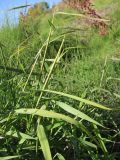 Leersia oryzoides f. inclusa