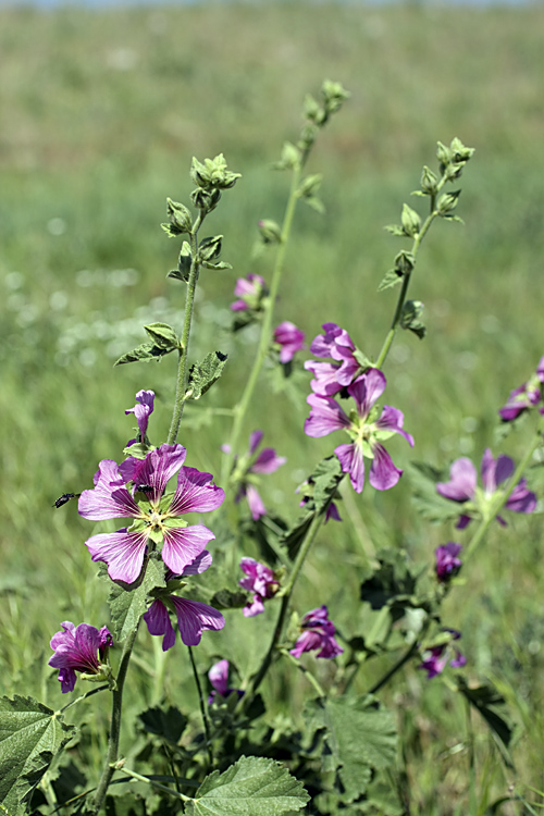 Изображение особи Alcea baldschuanica.