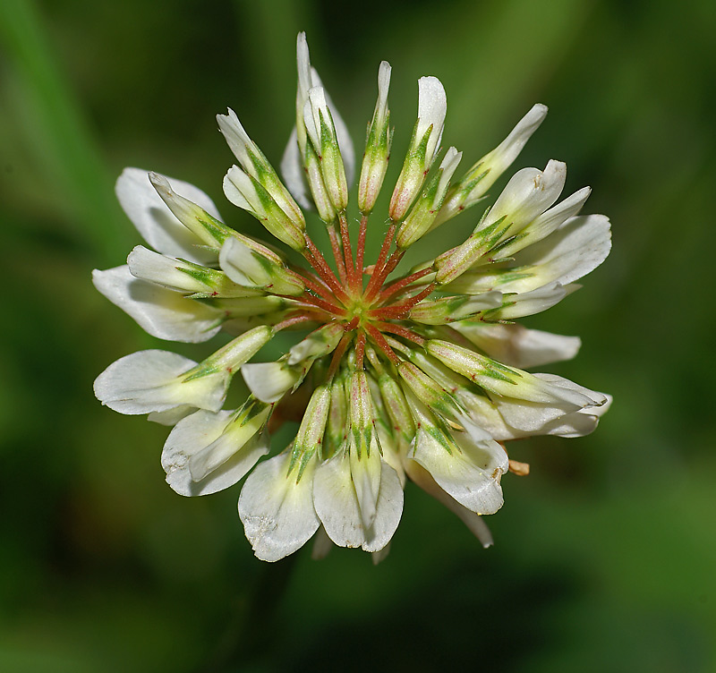 Изображение особи Trifolium repens.