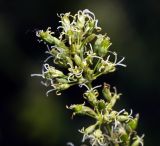 Silene chersonensis. Соцветие с цветками и завязавшимися плодами. Воронежская обл., Павловский р-н, окр. с. Михайловка (Шипов лес). 18.06.2011.