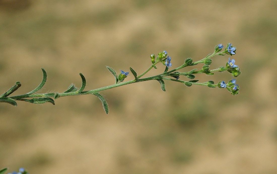Image of genus Lappula specimen.