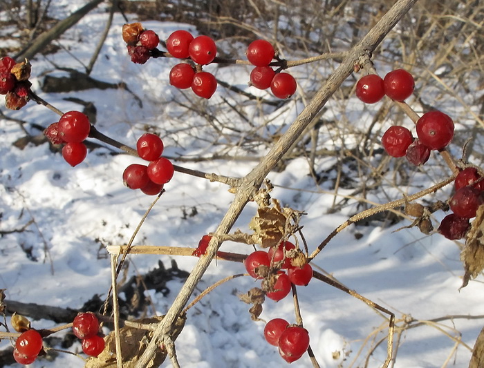 Image of Lonicera maackii specimen.