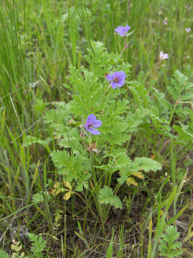 Изображение особи Erodium ciconium.