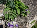 Campanula woronowii