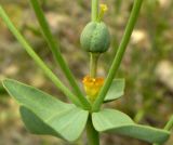 Euphorbia buhsei. Основание зонтика с развивающимся плодом. Копетдаг, Чули. Май 2011 г.