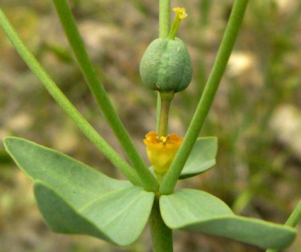 Image of Euphorbia buhsei specimen.