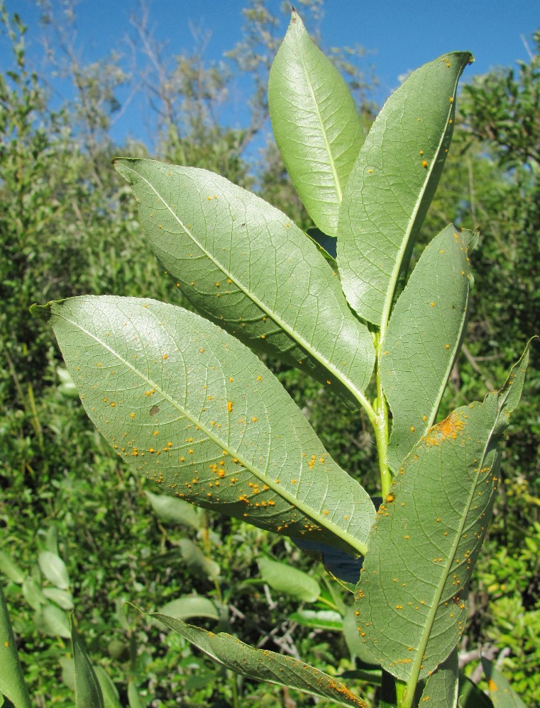 Image of Salix pentandra specimen.
