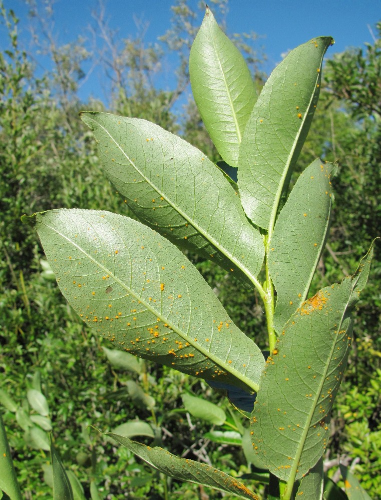 Изображение особи Salix pentandra.