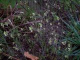 Arabidopsis thaliana
