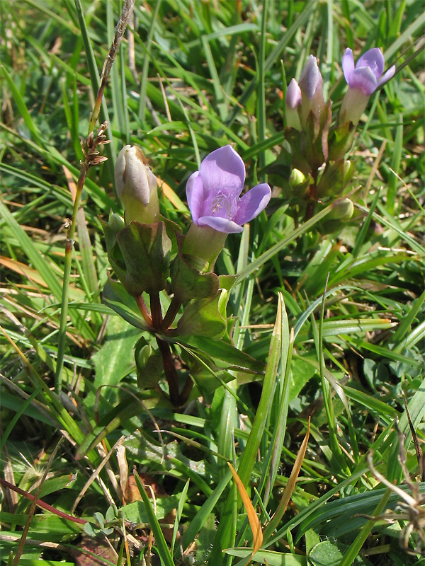 Изображение особи Gentianella baltica.