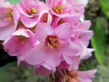 Bergenia