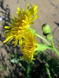 Sonchus arvensis подвид uliginosus. Цветущие и бутонизирующие соцветия-корзинки. Чувашия, Моргаушский р-н, у дороги к дер. Шомиково. 12.07.2011.