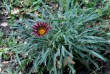 genus Gazania. Цветущее растение. Узбекистан, г. Ташкент, Ботанический сад им. Ф.Н. Русанова. 01.09.2010.