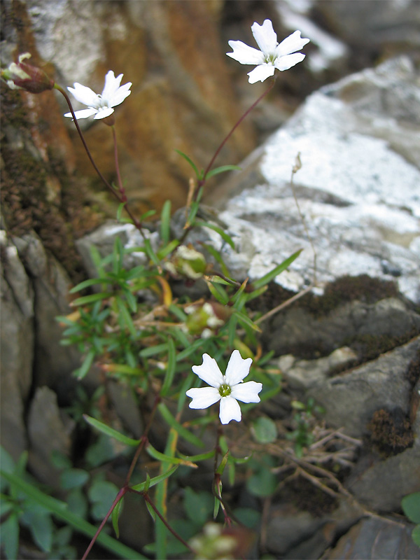 Image of Heliosperma carpaticum specimen.