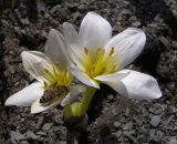 Image of taxon representative. Author is Сергей Банкетов