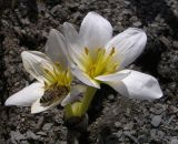 Colchicum szovitsii