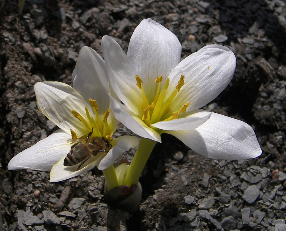 Image of Colchicum szovitsii specimen.