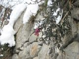 Antirrhinum majus. Цветущее растение под снегом. Крым, Ялта, ул. Бассейная, в стене. 2 февраля 2012 г.