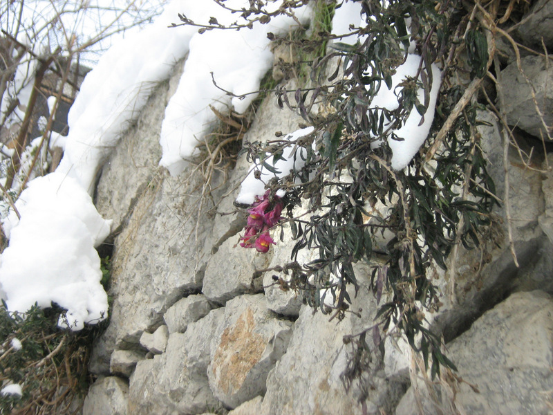 Изображение особи Antirrhinum majus.