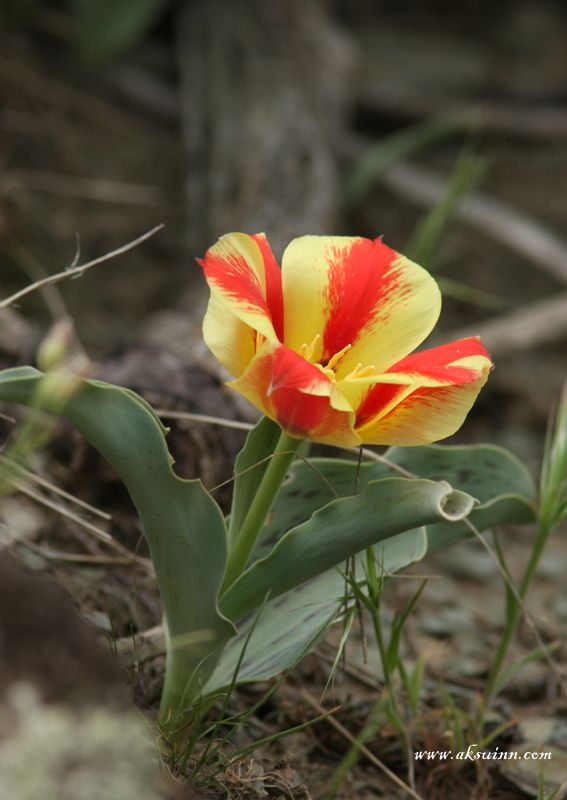 Image of Tulipa greigii specimen.