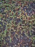 Polygonum aviculare. Цветущее растение. Курская обл., Железногорский р-н, р. Песочная, хвостохранилище МГОКа. 11 сентября 2007 г.