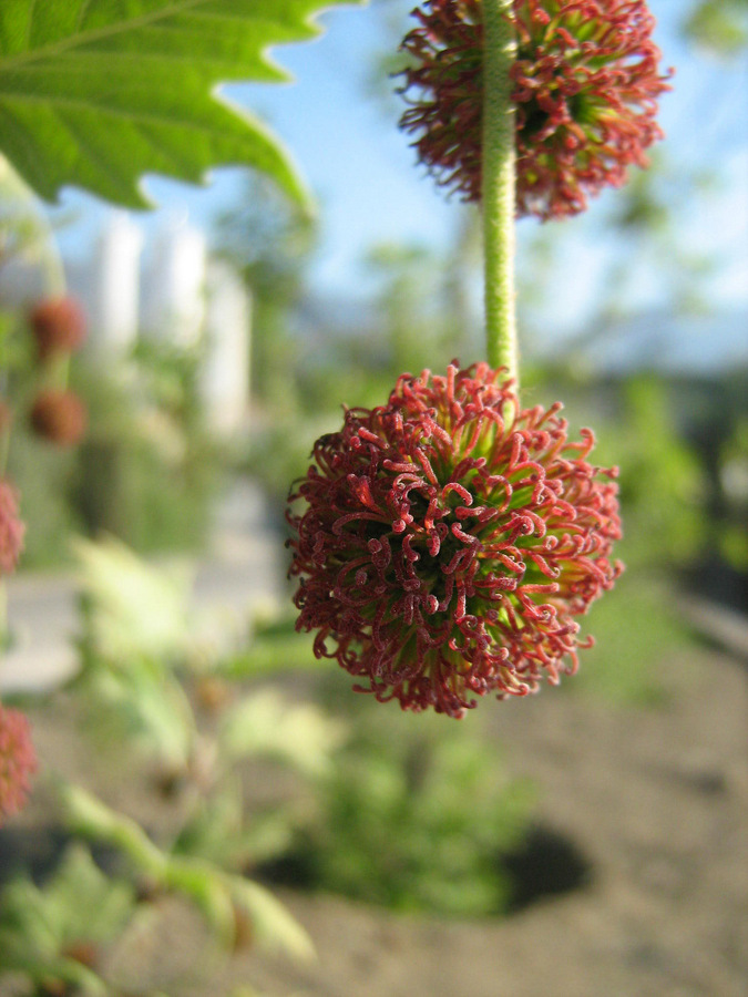 Изображение особи Platanus orientalis.