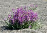 Oxytropis mongolica. Цветущее растение на песчаном пляже. Монголия, Ховд аймак, Чандмань сомон, берег озера Дургунь-Нур. 20 июня 2004 г.