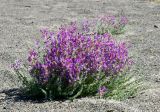 Oxytropis mongolica. Цветущее растение на песчаном пляже. Монголия, Ховд аймак, Чандмань сомон, берег озера Дургунь-Нур. 20 июня 2004 г.