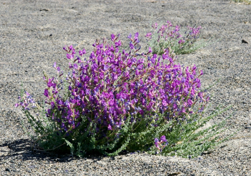 Image of Oxytropis mongolica specimen.