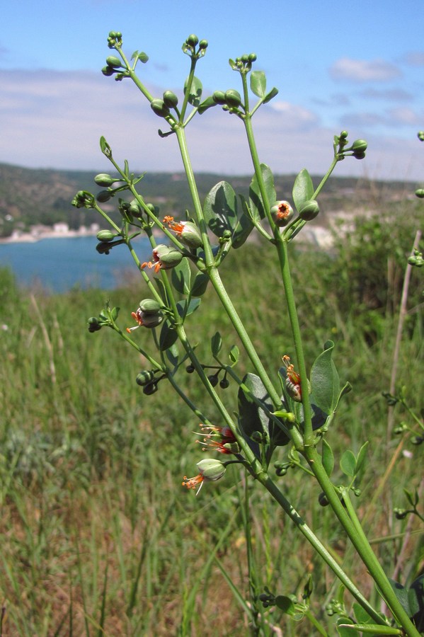 Изображение особи Zygophyllum fabago.