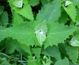 Atriplex sagittata. Молодое растение (вид сверху). Украина, г. Киев, Южная Борщаговка, рудеральный ценоз. 19 мая 2012 г.