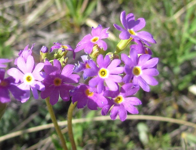 Изображение особи Primula longiscapa.