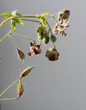 Geranium phaeum