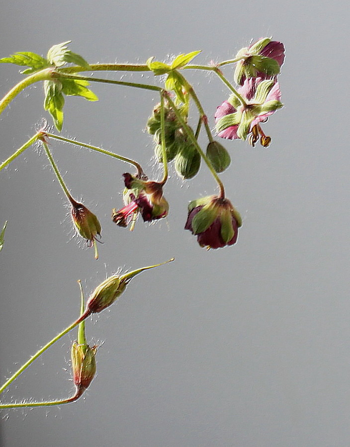 Изображение особи Geranium phaeum.